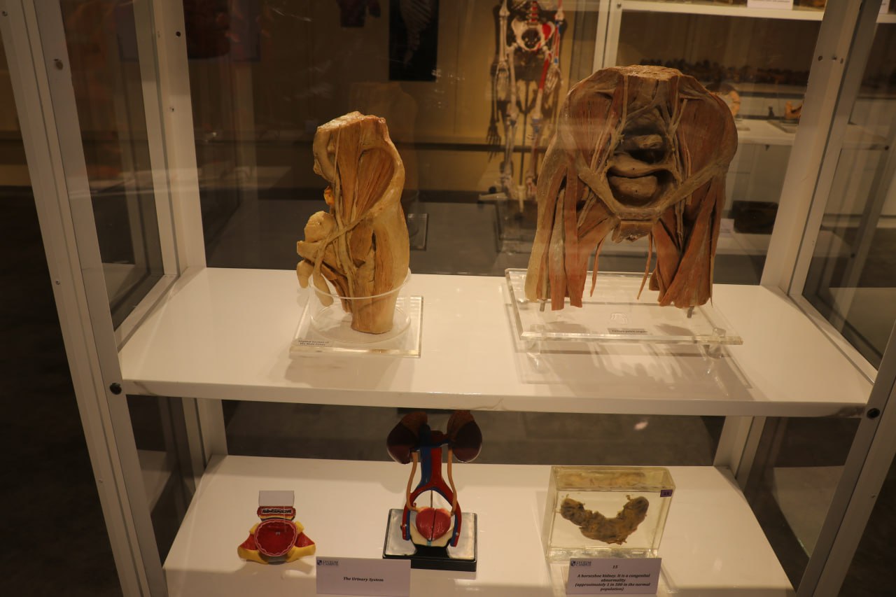 anatomy lab-9