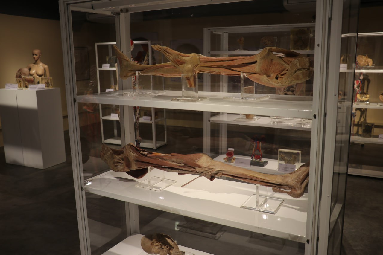 anatomy lab-6